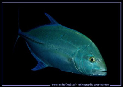 A carangue in the waters of the Maldives... :O) ..... by Michel Lonfat 